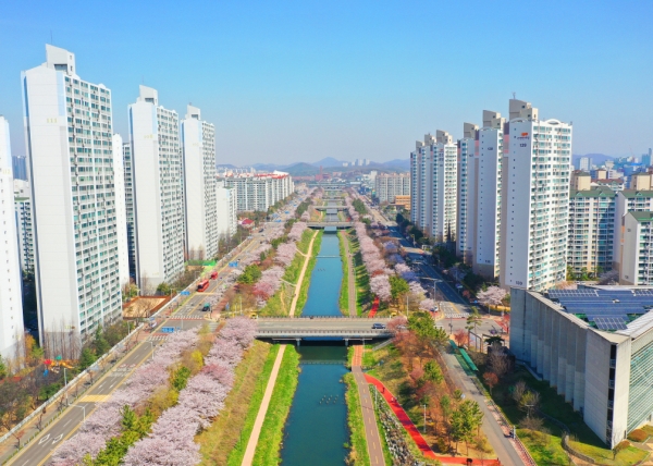 (안산=장병옥기자)안산시 곳곳에서 ‘봄의 전령’ 벚꽃이 만개했다. 코로나바이러스감염증-19(코로나19) 예방을 위해 ‘고강도 사회적 거리두기’가 이어지고 있지만, 완연한 봄을 알리듯 벚꽃은 활짝 피어나 상춘객을 유인하고 있다.(사진=안산시)