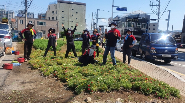 [신읍동]포천시화 구절초 꽃밭 환경정비