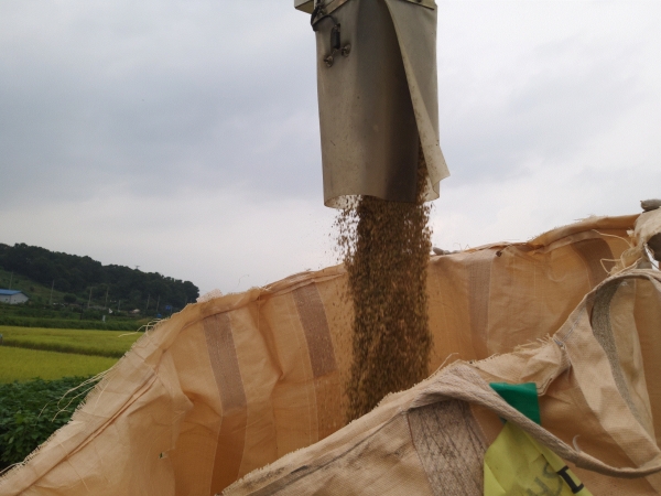 지난 26일 양평군 지평면 곡수리 일대의 5ha 논에서 양평지역 첫 벼베기가 이뤄졌다. (사진=양평군)