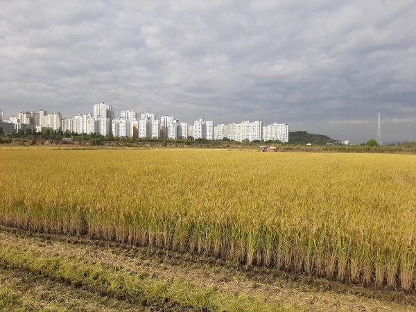 김포시는 지난 22일 김포 한강야생조류생태공원(655,317㎡)내  낱알들녘의 겨울철새 먹이주기를 위한 가을걷이와 수확된 벼의 건조와 저장을 마쳤다.  (사진=김포시)