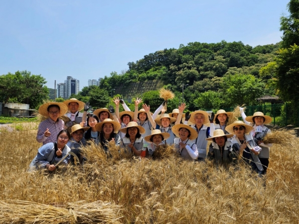 남양주시는 지난 17일 화도읍 창현리에 위치한 공영도시농업농장 2호 예정 부지인 창현 텃밭에서 도시농업 홍보를 위한 ‘우리밀 수확 체험’을 진행하였다.(사진=남양주시)