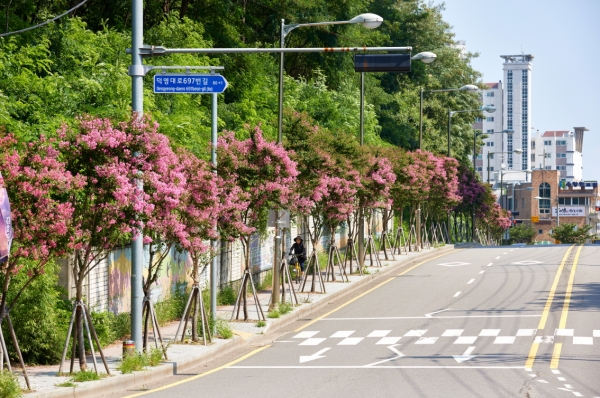 팔달구 동말로에 조성된 화양로 배롱나무.(사진=수원시)