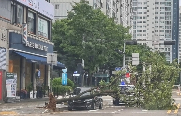 본격적인 장마가 시작되면서 전국 곳곳에 폭우 피해가 속출했다. 경기 안산에 강풍주의보가 발령된 지난달 30일, 강풍에 뿌리째 뽑혀나간 가로수가 차량을 덮쳤지만 다행히 인명피해는 발생하지 않았다. (사진=권영창기자)