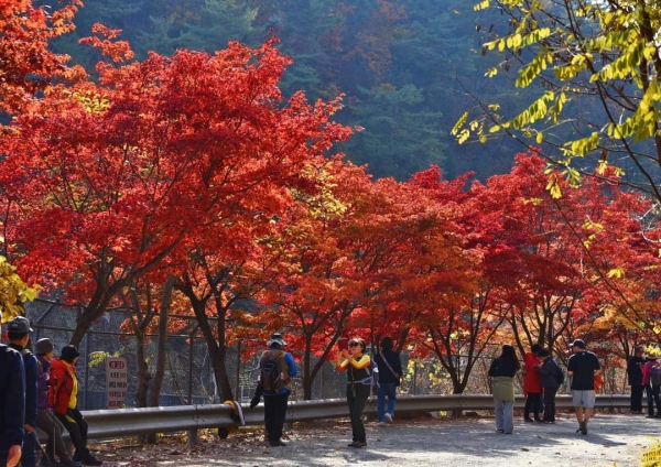 관악수목원 가을단풍 사진(사진=안양시)